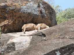 Bologonja_Seronera2009-6